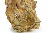 Triassic-Age Petrified Wood Log - Madagascar #379275-3